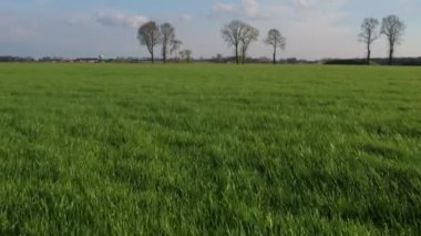 Çiçekler, otlar ve bitkilerle dolu bir çayırda uçuyorlar. Doğrudan güneş ışığıyla güzel bir yaz sabahı.