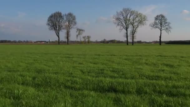 Voando sobre prado de verão cheio de flores, grama e plantas. Linda manhã de verão com luz solar direta. — Vídeo de Stock