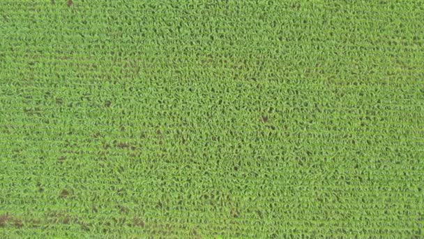 Campos de cultivo de milho verde em um dia ensolarado, tiro aéreo voar com drone — Vídeo de Stock