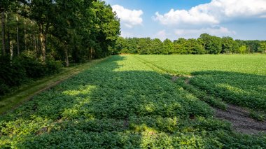 Yukarıdan çiçek açan yaz patates tarlası, İHA ile çekilen hava manzarası.
