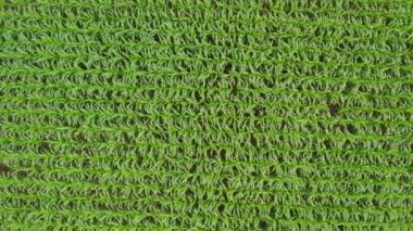 Güneşli bir günde yeşil mısır tarlaları, İHA 'yla havadan çekim.