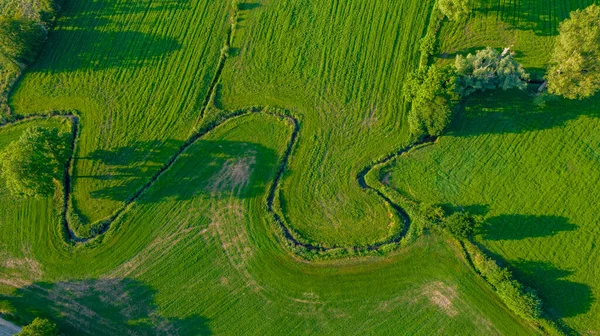 Εναέρια άποψη της meandering πεδινό ποτάμι στην πλούσια βλάστηση του δέλτα — Φωτογραφία Αρχείου