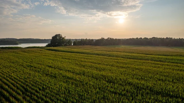 La agricultura del campo de maíz bajo el cielo del atardecer. Naturaleza verde. Finca rural en verano. Crecimiento vegetal. Escena agrícola. Paisaje exterior. Hoja orgánica. Temporada de cosecha. Sol en el cielo. —  Fotos de Stock