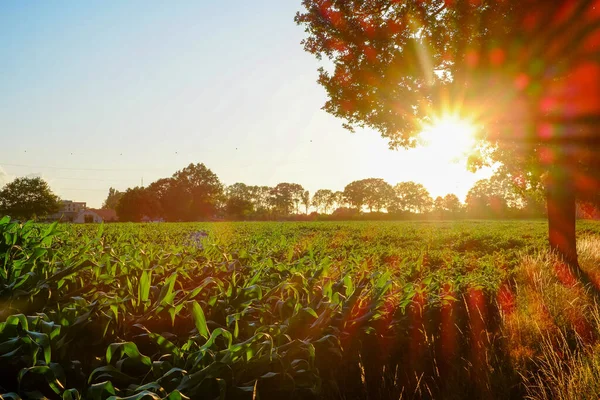 Дивовижна панорама золотих кукурудзяних полів в осінній схід сонця — стокове фото