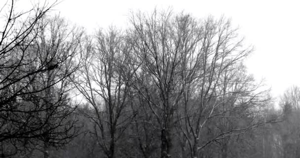 Sneeuw valt en duikt in slow motion op kale bomen in een bos onder een bewolkte hemel tijdens een sneeuwstorm. — Stockvideo