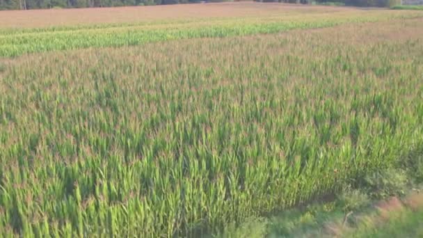 Drone aéreo de baja altitud disparado sobre campo de maíz verde que muestra grandes hojas de maíz se ha convertido en alimento básico en muchas partes del mundo con una producción total superior a la de trigo o arroz de alta calidad 4k — Vídeos de Stock