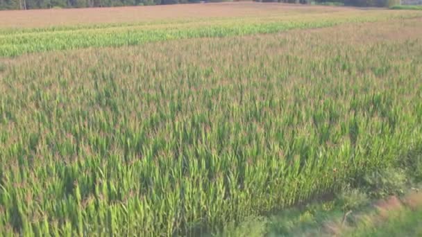 Low altitude aerial drone shot over green corn field showing large leafs maize has become staple food in many parts of world with total production surpassing that of wheat or rice 4k high quality — Stock Video