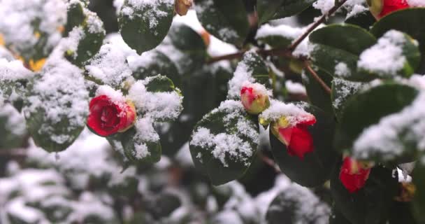Winter nature print close up with red rose hips with snow. Shrub with selective focus and blurred background. — Stock Video