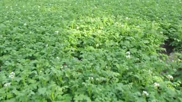 Campo de papa verde con filas y filas de plantas de papa, vista aérea con un dron — Vídeo de stock
