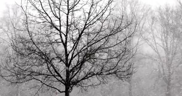 Kar, kar fırtınası sırasında bulutlu bir gökyüzünün altındaki ormandaki kel ağaçlara ağır ağır düşüyor.. — Stok video