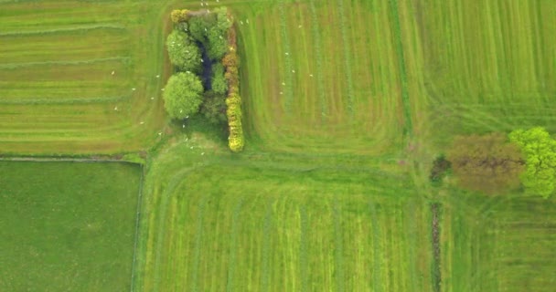 Birds flying over green meadow with small trees — Stock Video