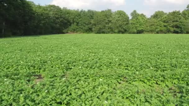 Campo di patate verdi con file e file di piante di patate, vista aerea sparato con un drone — Video Stock