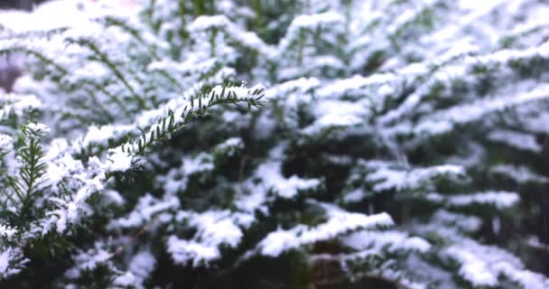 Sníh padá na jedle v parku, zblízka s rozmazaným pozadím. velké vločky sněhu padají ve zpomaleném pohybu na stromy, sněhová bouře — Stock video