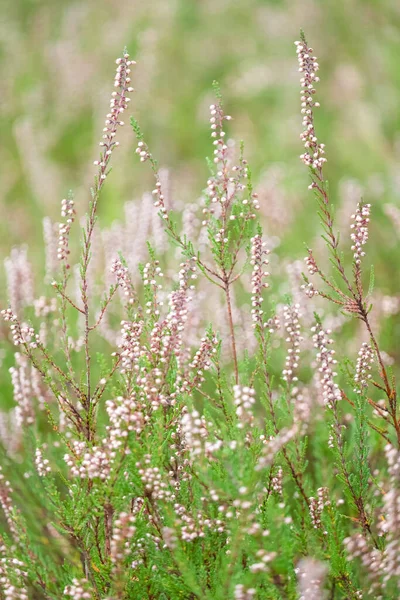 Blooming heather or calluna vulgaris, in the forest, gentle photo, bokeh effect — Stock Photo, Image