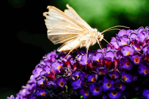 Ceci est une capture macro épique d'un beau papillon umber skipper sur une fleur d'étanchéité violette vibrante en fleurs. — Photo