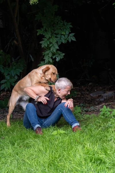 Mujer guapa juega con su labrador de oro feliz perro recuperador en el patio trasero césped. Mujer tiene diversión con fiel pedigrí perro al aire libre en verano casa patio trasero. — Foto de Stock