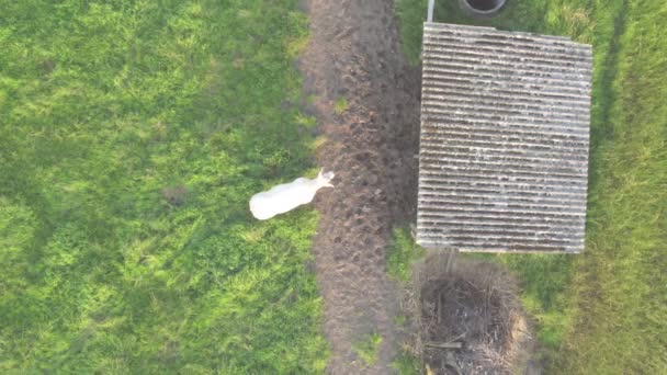 Vista aérea de vacas de gado na grama em um prado tomado com um drone — Vídeo de Stock