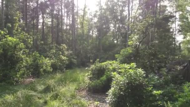 Res bland träden som växer vilt på vandringsled — Stockvideo
