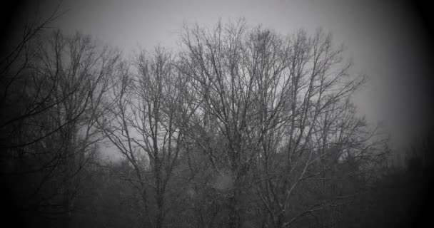 Schnee fällt in Zeitlupe auf kahle Bäume in einem Wald unter einem bewölkten Himmel während eines Schneesturms. — Stockvideo