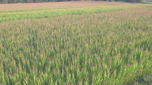 Drohne in niedriger Höhe über grünem Maisfeld, die Mais mit großen Blättern zeigt, ist in vielen Teilen der Welt zum Grundnahrungsmittel geworden, wobei die Gesamtproduktion die von Weizen oder Reis übertrifft 4k hohe Qualität — Stockvideo