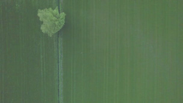 Пролетают над зеленым лугом с маленькими деревьями — стоковое видео