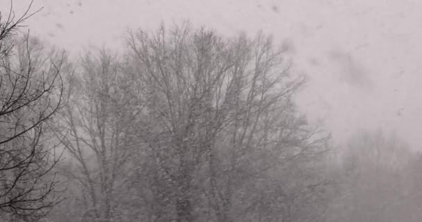 Neve che cade al rallentatore su alberi calvi in una foresta sotto un cielo coperto durante una tempesta di neve. — Video Stock