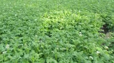 Yeşil patates tarlası, sıra sıra patates bitkileri, insansız hava aracı ile havadan çekilmiş görüntüler.