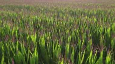 Yeşil mısır tarlasının üzerinde alçak irtifada uçan hava aracı görüntüsü mısır tarlalarının dünyanın pek çok yerinde önemli bir besin kaynağı haline geldiğini gösteriyor. Toplam üretim buğday veya pirinç 4k 'ı aşıyor.