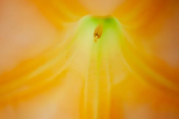 Wewnątrz żółtej Brugmansia Sanguinea lub aniołów Trąbka, tworząc abstrakcyjny obraz kwiatowy — Zdjęcie stockowe