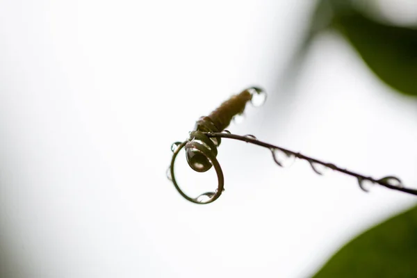 冬の間に細い枝や小枝にぶら下がっている雨滴の背景、柔らかい焦点画像. — ストック写真