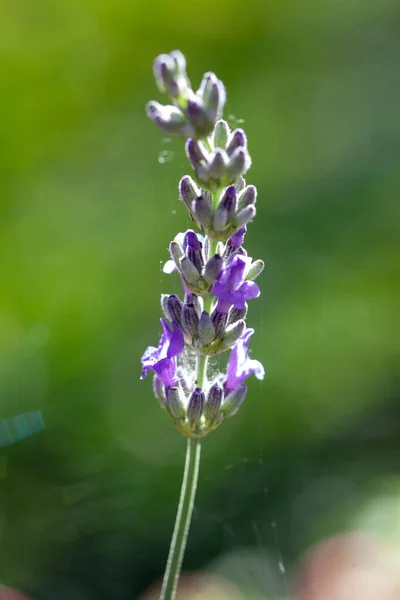 Virágzó Lavandula vagy levendula növény szabadtéri, mint egy nyári vibráló kártya koncepció — Stock Fotó