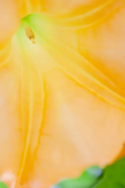 Inside a yellow Brugmansia Sanguinea or angels Trumpet, creating an abstract floral image — Stock Photo, Image