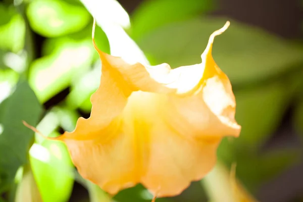 Wielki żółty Brugmansia o nazwie Anioły Trąbki lub Datura kwiaty sag z gałązki. Roślina z pięknymi ogromnymi wiszącymi kwiatami jest popularna w ogrodach ozdobnych, wszystkie części Brugmanzji są śmiertelnie trujące. — Zdjęcie stockowe