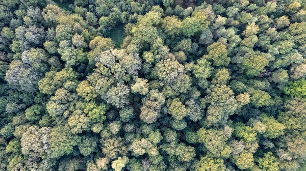 Vista aérea pássaro sobre bela floresta de coníferas temperadas sobre o topo das árvores mostrando as incríveis cores diferentes floresta de pinheiros verdes. Hum do ar, voando baixo sobre uma paisagem densa da floresta. — Fotografia de Stock