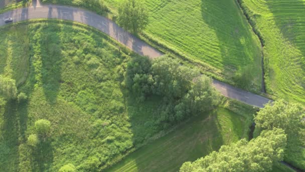 Aerea - Guida in auto su strada tortuosa, cipresso alberata — Video Stock