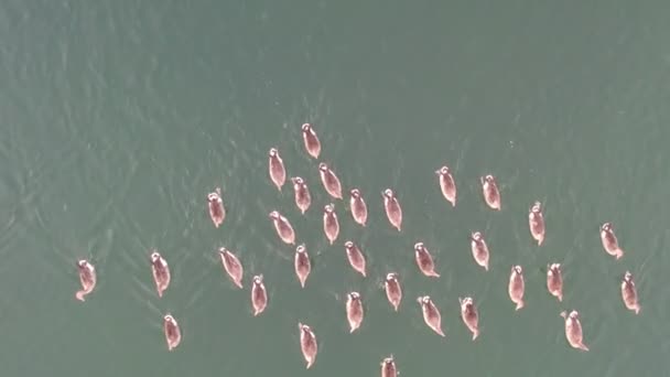 Stormo di anatre che nuotano sul lago, veduta aerea scattata da drone — Video Stock