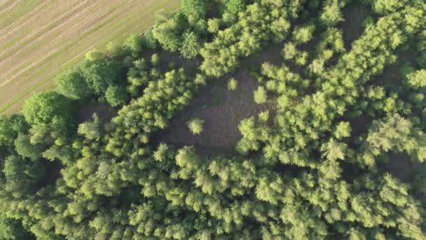 Légi madár kilátás repül át gyönyörű mérsékelt tűlevelű erdő felett mozog a fák tetején mutatja a csodálatos különböző zöld fenyőerdő színeit. Levegő zümmögés, alacsonyan repül a sűrű erdős táj felett — Stock videók