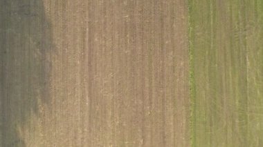 Küçük ağaçlarla yeşil çayırların üzerinde uçuyor.