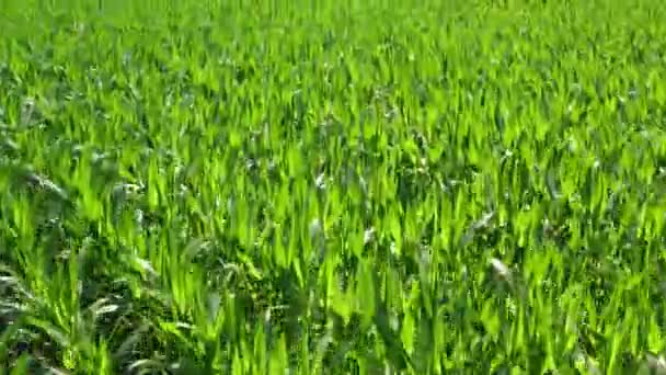 Drone ketinggian rendah ditembak di atas ladang jagung hijau menunjukkan daun besar telah menjadi makanan pokok di banyak bagian dunia dengan jumlah produksi melebihi kualitas tinggi gandum atau beras 4k — Stok Video