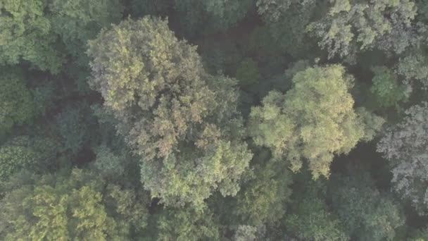 Luchtvogel uitzicht vliegen over prachtige gematigde naaldbos bewegen over de top van bomen tonen de verbazingwekkende verschillende groene dennenbos kleuren. Lucht neuriën, laag vliegend over een dicht boslandschap — Stockvideo