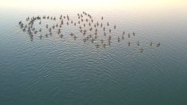 湖で泳いでいるアヒルの群れ、ドローンで撮影された空中ビュー — ストック動画