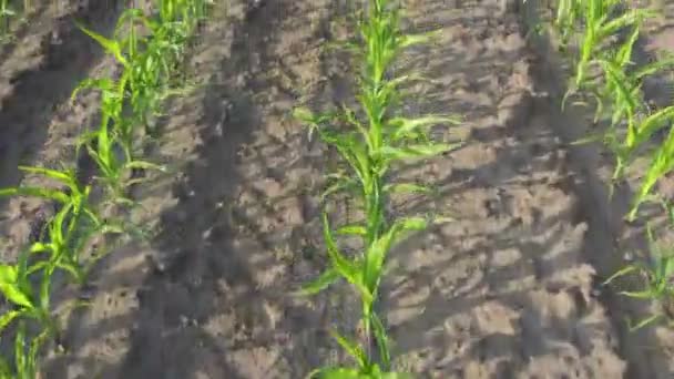 Drone aéreo de baixa altitude disparado sobre o campo de milho verde mostrando grandes folhas de milho tornou-se alimento básico em muitas partes do mundo com a produção total superando a de trigo ou arroz 4k de alta qualidade — Vídeo de Stock