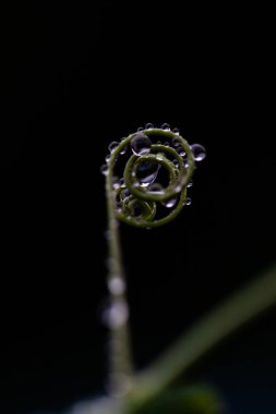 Kış aylarında ince dallara ya da dallara asılı duran yağmur damlalarının arka plan, yumuşak odak görüntüsü. 