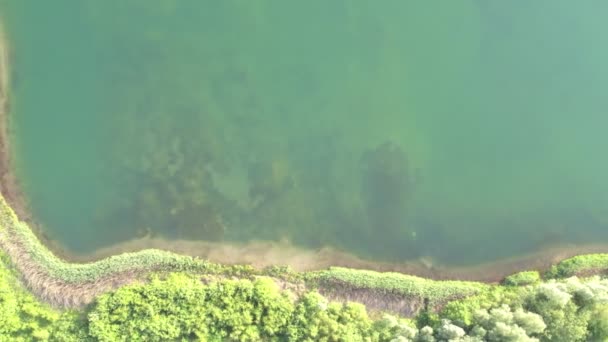 Vzdušný výhled na břeh velkého lesního jezera, ukazující čistou vodu, písečnou pláž a stromy v létě, Aerial drone shot — Stock video