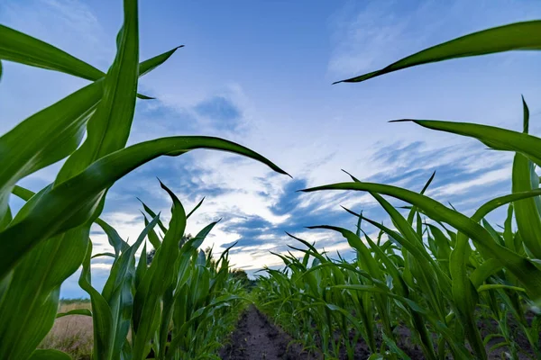 Ladang Jagung Peternakan Penutup Puncak Daun Daun Silage Maize Terhadap — Stok Foto