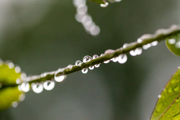 Uno sfondo, immagine soft focus di gocce di pioggia appese su rami sottili o ramoscelli durante i mesi invernali. — Foto Stock