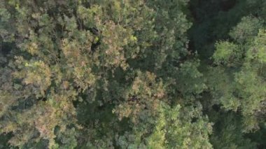 Havadan kuş manzarası ağaçların üzerinden hareket eden güzel, ılıman kozalaklı ormanın üzerinde uçuyor. Yeşil çam ormanlarının farklı renklerini gösteriyor. Hava uğultusu, sık bir orman üzerinde alçaktan uçuyor.