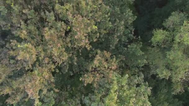 空中鸟瞰着美丽的温带针叶林，在树梢上飞舞，呈现出令人惊奇的不同绿色松树林色。空气嗡嗡声低低地掠过茂密的森林 — 图库视频影像