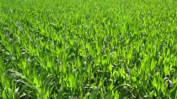 Yeşil mısır tarlasının üzerinde alçak irtifada uçan hava aracı görüntüsü mısır tarlalarının dünyanın pek çok yerinde önemli bir besin kaynağı haline geldiğini gösteriyor. Toplam üretim buğday veya pirinç 4k 'ı aşıyor. — Stok video