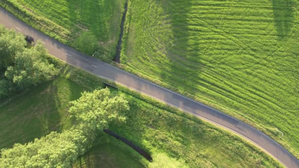 Aerea - Guida in auto su strada tortuosa, cipresso alberata — Video Stock